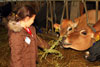2012 Pumpkin Patch Visit Pic 10