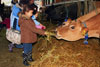 2012 Pumpkin Patch Visit Pic 11