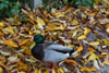 2013 Reifel Bird Sanctuary / Westham Herb Farm Pic 2