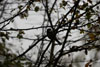 2013 Reifel Bird Sanctuary / Westham Herb Farm Pic 3