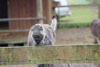 2013 Reifel Bird Sanctuary / Westham Herb Farm Pic 11
