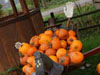2013 Reifel Bird Sanctuary / Westham Herb Farm Pic 12