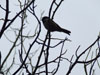 2013 Reifel Bird Sanctuary / Westham Herb Farm Pic 13