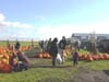 Pumpkin Patch 2007