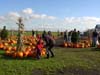 Pumpkin Patch 2007