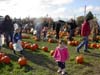 Pumpkin Patch 2007